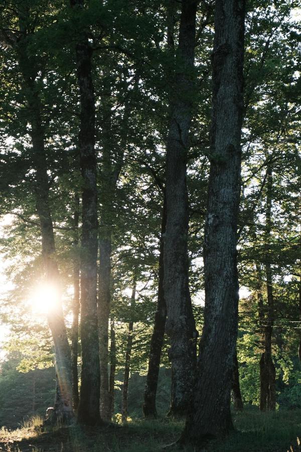 Lodge Avec Spa Privatif - Foret Et Lac Liginiac المظهر الخارجي الصورة